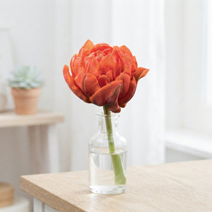 Tulip ‘Double Early Orca’ Bulbs – Pack of 7