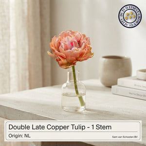 Copper Double Late Tulip Bulbs – 7 Bulbs