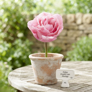 Tulipa Double Late ‘Mariage’ Tulip Bulbs – 7 Bulbs
