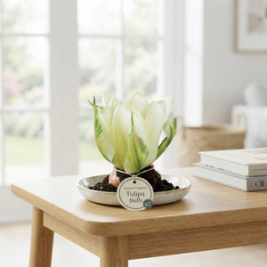 Tulipa fosteriana ‘Exotic Emperor’ Tulip Bulbs – Pack of 7