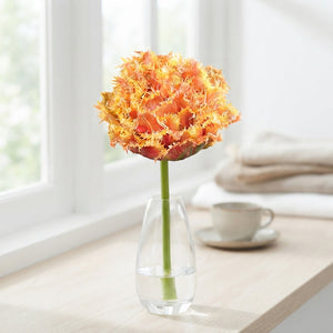 Brisbane Fringed Double Tulip Bulbs – 7 Bulbs