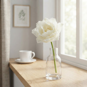 Tulipa ‘Fringed Double Snow Crystal’ Tulip Bulbs – Pack of 7