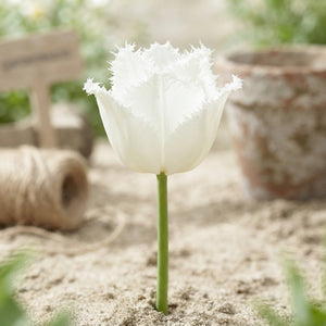 Tulipa ‘Fringed Honeymoon’ Tulip Bulbs – 7 Bulbs