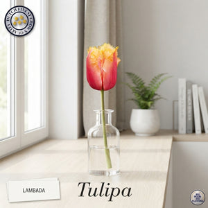 Fringed Tulip ‘Lambada’ Flower Bulbs – Pack of 7