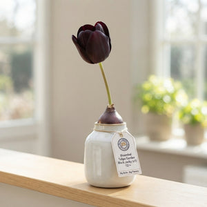 Tulipa ‘Black Jacky’ Garden Tulip Bulbs – Pack of 10