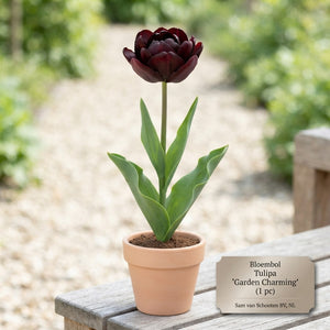 Tulipa ‘Garden Charming’ Flower Bulbs – 12/+