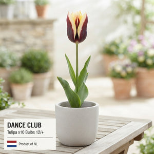 Tulipa ‘Garden Dance Club’ Tulip Bulbs – Pack of 10