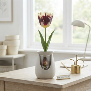 Tulipa Garden Grand Style Tulip Bulbs – Pack of 10