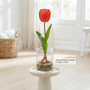 Tulipa ‘Garden Powerful’ Tulip Bulbs – Pack of 10