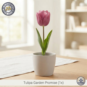 Tulipa ‘Garden Promise’ Flower Bulbs – 12/+ Grade