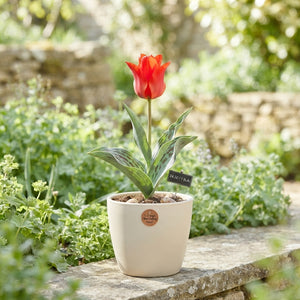 Red Riding Hood Greigii Tulip Bulbs (7 Bulbs)
