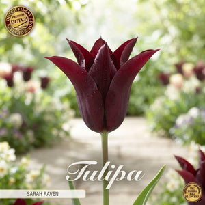 Tulipa ‘Lilyflowering Sarah Raven’ Flower Bulbs – Pack of 7