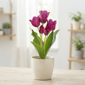 Tulipa ‘Night Club’ Multiflora Flower Bulbs – Pack of 7