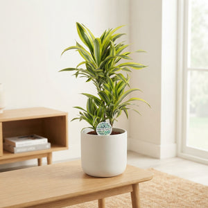 Lemon Lime Dracaena (Dracaena fragrans) – 21cm Pot, 90cm Tall