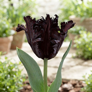 Black Parrot Tulip Bulbs – 7 Bulbs, 12/+ Size