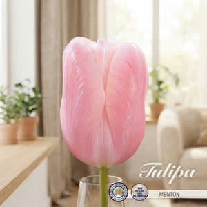 Menton Single Late Tulip Bulbs – Pack of 7