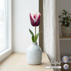 Tulipa 'Spitsbergen' Triumph Tulip Bulbs – 7 Bulbs