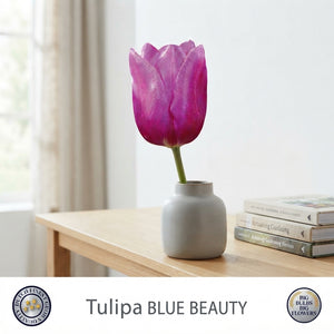 Tulip ‘Blue Beauty’ Triumph Bulbs – Pack of 10