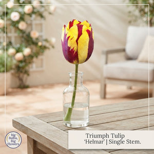 Tulipa ‘Helmar’ Triumph Tulip Bulbs – 7 Bulbs