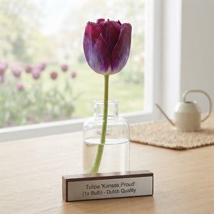 Tulipa ‘Kansas Proud’ Triumph Tulip Bulbs – 12/+