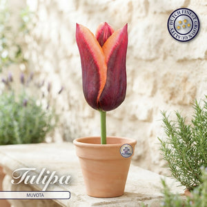 Tulipa ‘Muvota’ Triumph Tulip Bulbs – Pack of 7