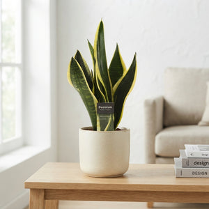 Sansevieria Trifasciata ‘Night Shade’ – 12cm Pot