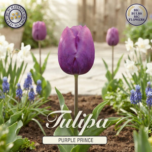 Purple Prince Triumph Tulip Bulbs – Pack of 10