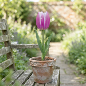 Tulipa Triumph ‘Synaeda Blue’ Flower Bulbs – 7 Bulbs
