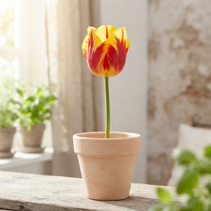 Tulip ‘Washington’ Triumph Bulbs – 12/+ Size