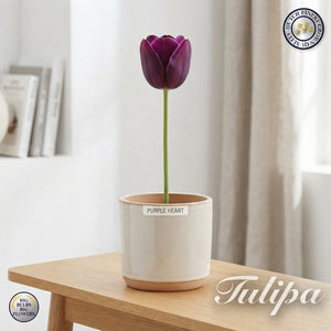 Tulipa ‘Garden Purple Heart’ Tulip Bulbs – Pack of 10