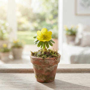 Winter Aconite (Eranthis hyemalis) Flower Bulbs