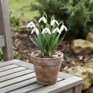Snowdrop (Galanthus nivalis) Bulbs – 7 Bulbs, Size 5/6