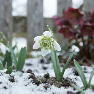 Double Snowdrop Bulbs (Galanthus nivalis Flore Pleno) – 7 Bulbs