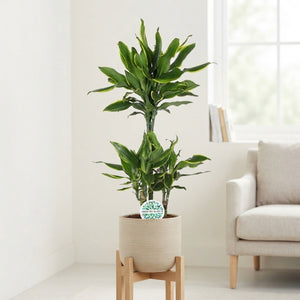 Golden Coast Dracaena (Dracaena fragrans) – 21cm Pot
