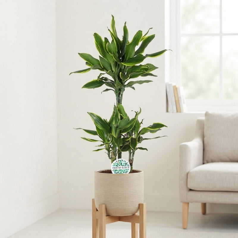 Golden Coast Dracaena (Dracaena fragrans) – 21cm Pot