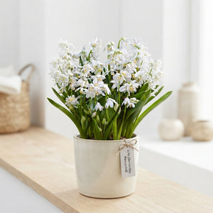 White Siberian Squill Scilla siberica 'Alba' Bulbs – 8/9cm
