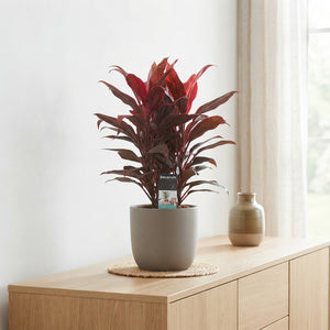 Mixed Cordyline Houseplant (Cordyline spp.) – 19cm Pot, 60cm High