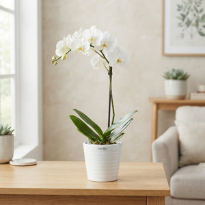 White Phalaenopsis Orchid – 9cm Ceramic Pot