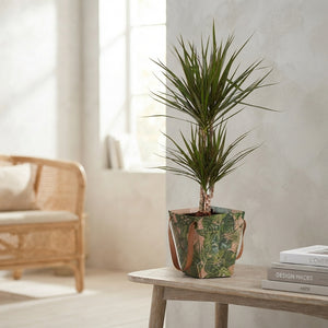 Mixed Green Houseplant with Green Jewels Pot Cover – 17cm Pot