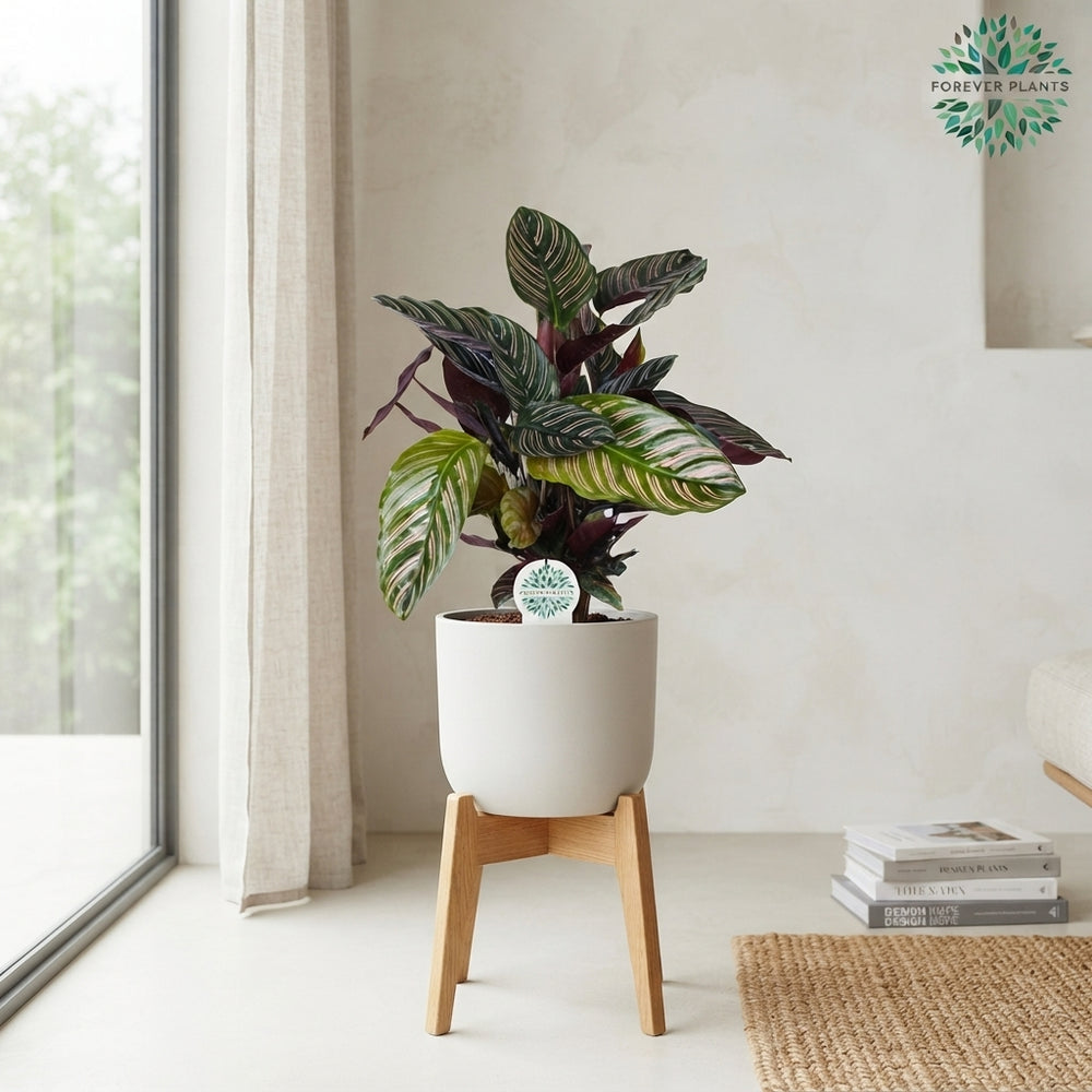 Mixed Calathea Houseplant (Calathea spp.) – 17cm Pot, 55cm High