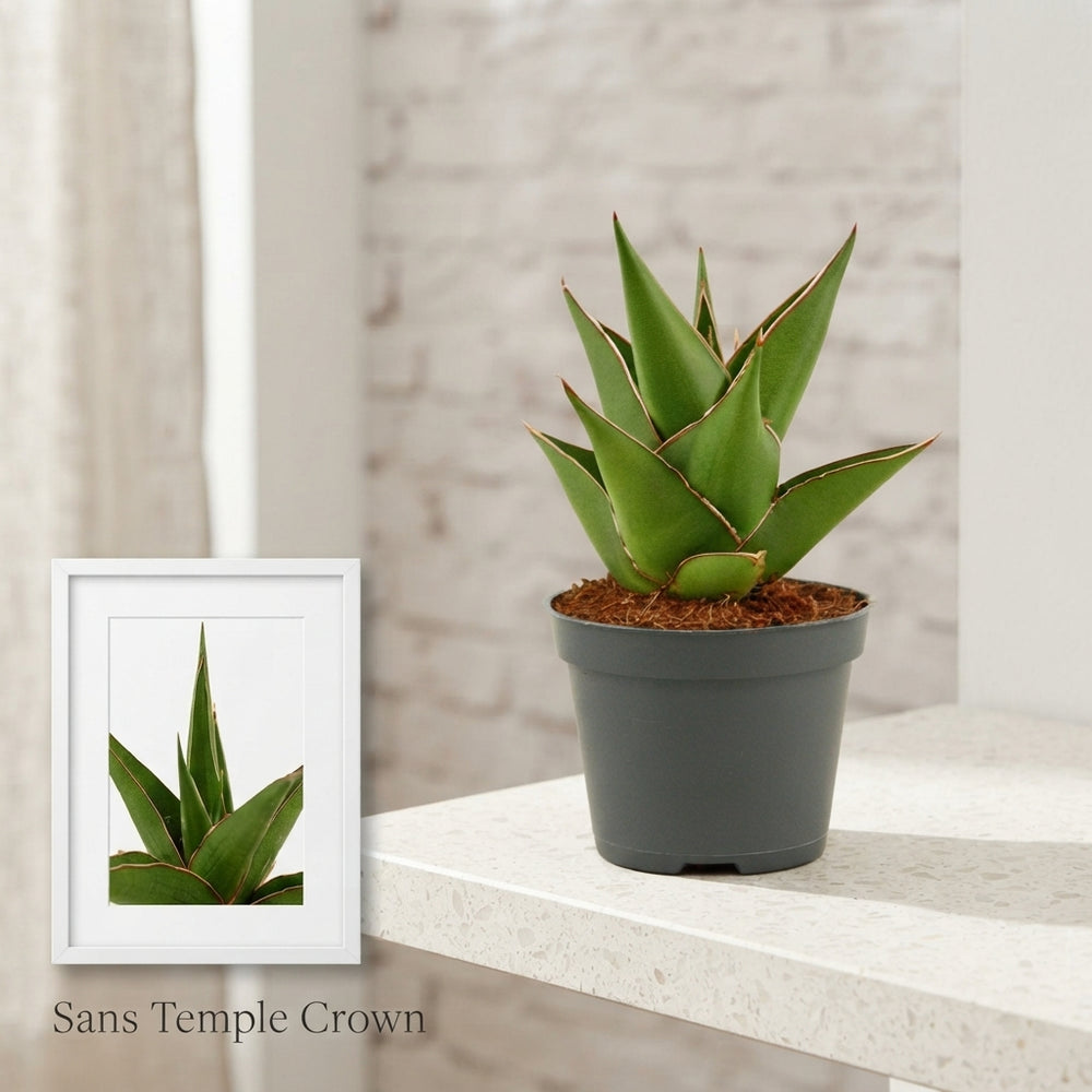 Temple Crown Snake Plant (Sansevieria) – 6cm Pot