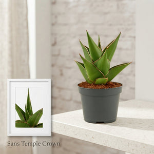 Temple Crown Snake Plant (Sansevieria) – 6cm Pot