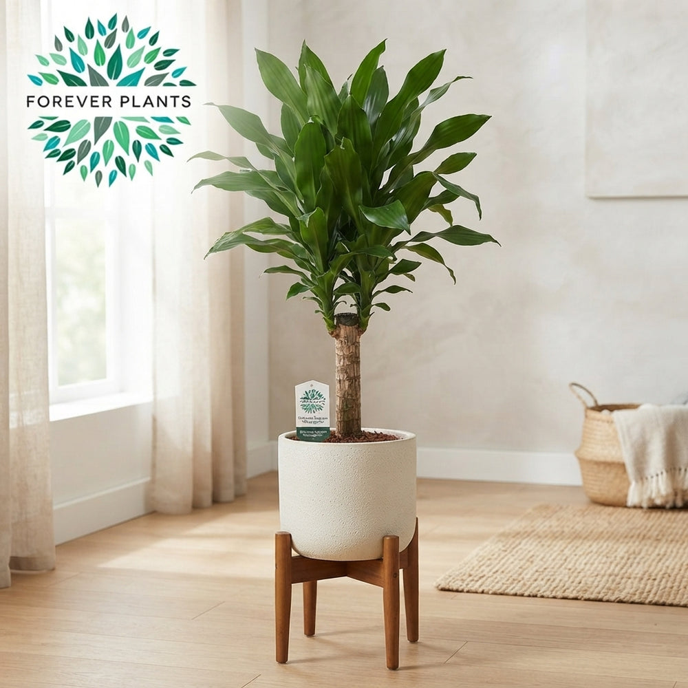 Corn Plant (Dracaena fragrans) – 21cm Pot, 100cm