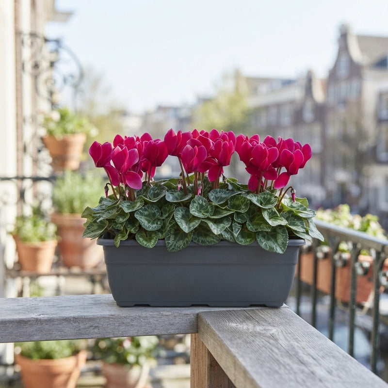 Mixed Small-Flowered Cyclamen (Cyclamen persicum) – 27cm Pot