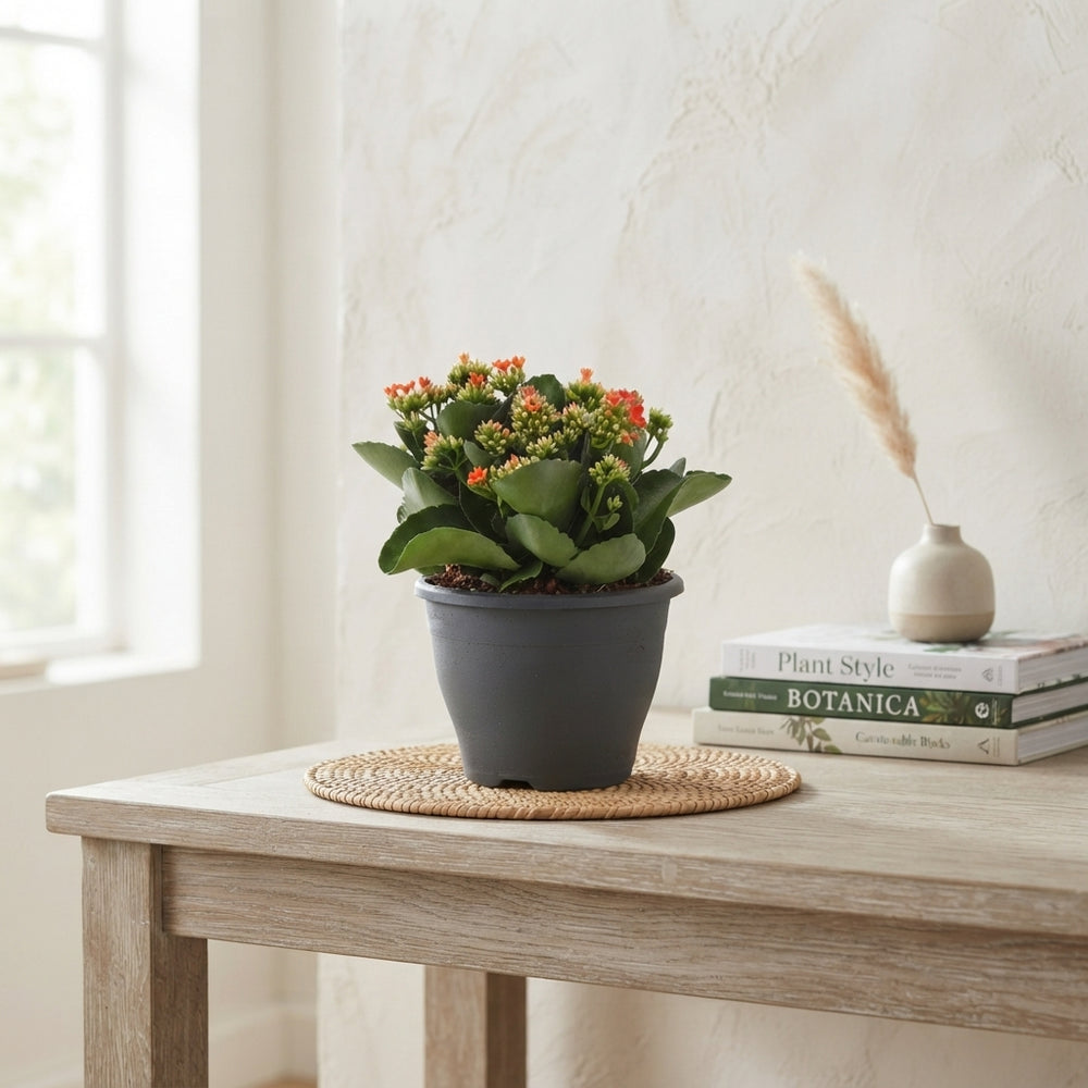 Mixed Kalanchoe Patio Plant (Kalanchoe blossfeldiana) – 19cm Pot