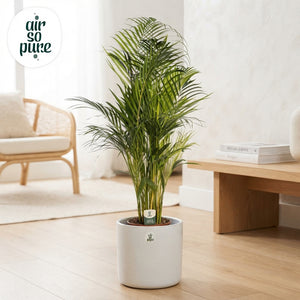 Areca Palm (Dypsis lutescens) – 24cm Pot, Approx. 110cm Tall