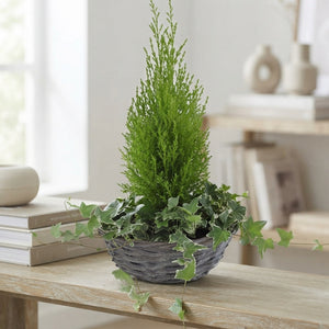 Mand Willow Arrangement – 29cm Ornamental Pot