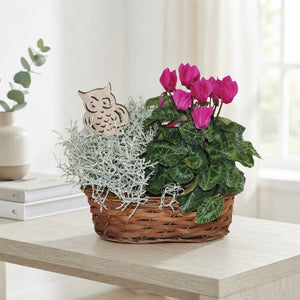 Oval Wicker Plant Arrangement – 25cm Pot
