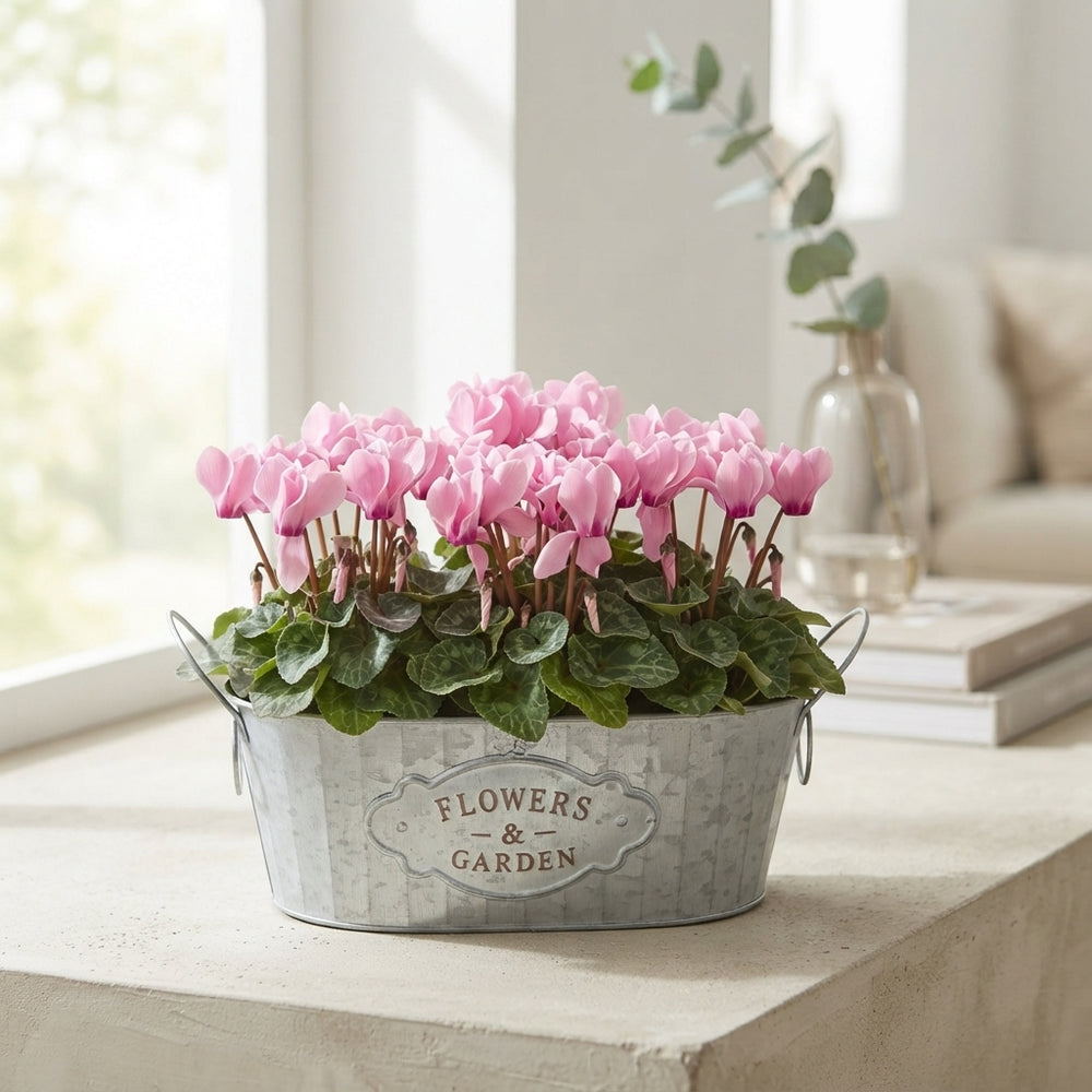 Oval Zinc Plant Arrangement – 30cm