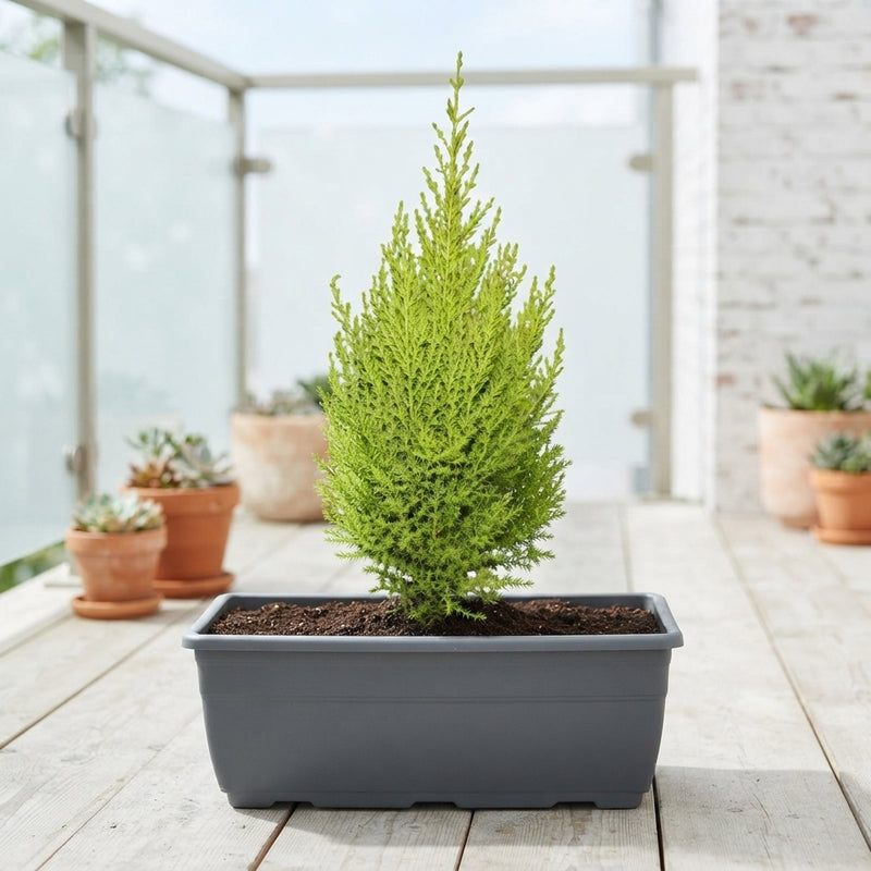 Balcony Plant Arrangement – 27cm Plastic Trough